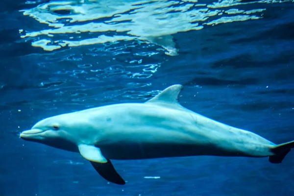 海豚属不属于鱼类，不属于鱼类