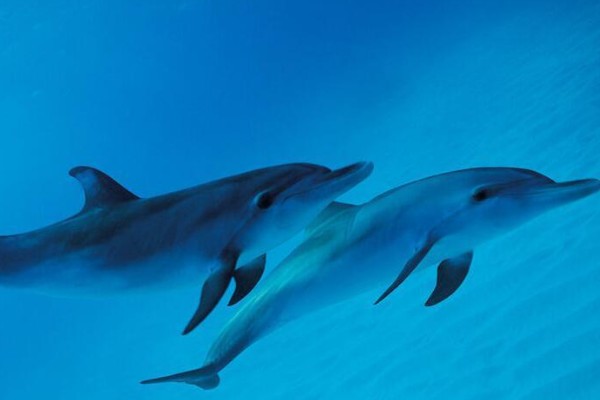 海豚属不属于鱼类，不属于鱼类