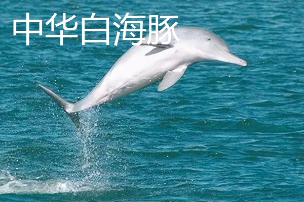 海豚属不属于鱼类，不属于鱼类