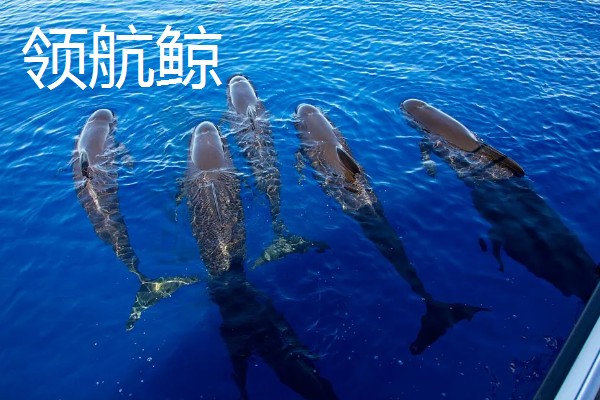 海豚属不属于鱼类，不属于鱼类