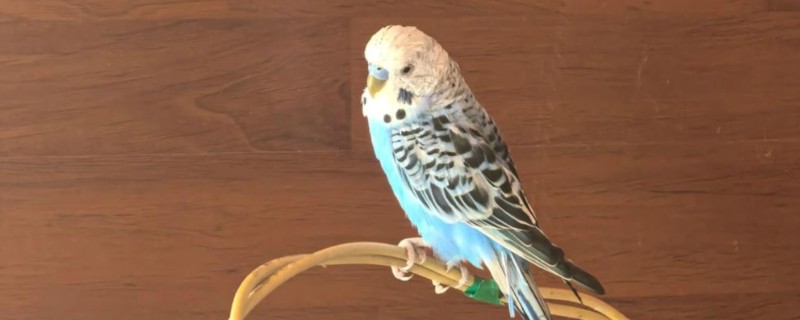 鹦鹉的繁殖过程，交配后每巢一般会产5-6个卵