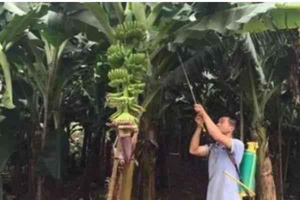 怎么防治香蕉的病害,发生黑星病可喷施百菌清可湿性粉剂