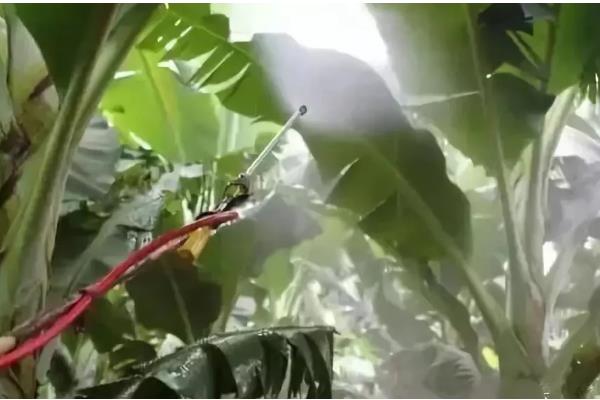 怎么防治香蕉的病害,发生黑星病可喷施百菌清可湿性粉剂