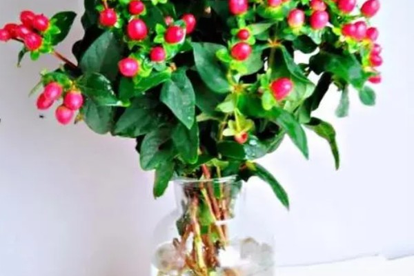 怎么养红果金丝桃插花，通过泡水的方法来养护