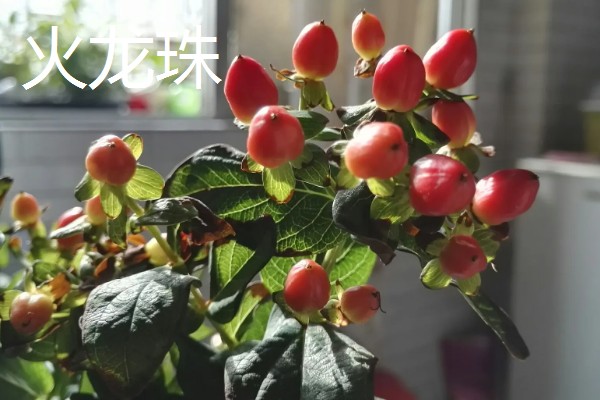 怎么养红果金丝桃插花，通过泡水的方法来养护