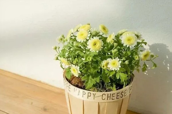 雏菊冬季养殖方法，把室温保持在18-22℃