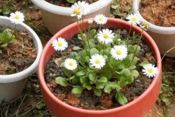 雏菊冬季养殖方法，把室温保持在18-22℃