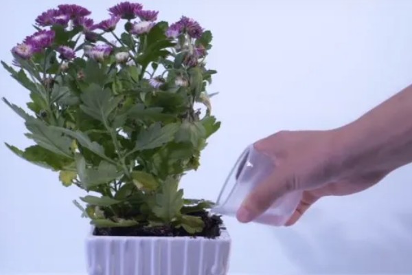 雏菊冬季养殖方法，把室温保持在18-22℃