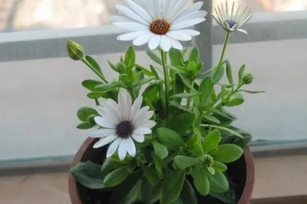 雏菊冬季养殖方法，把室温保持在18-22℃