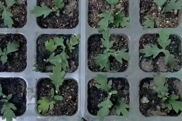 雏菊冬季养殖方法，把室温保持在18-22℃