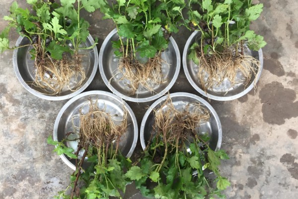 雏菊冬季养殖方法，把室温保持在18-22℃