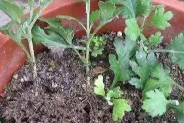 雏菊冬季养殖方法，把室温保持在18-22℃