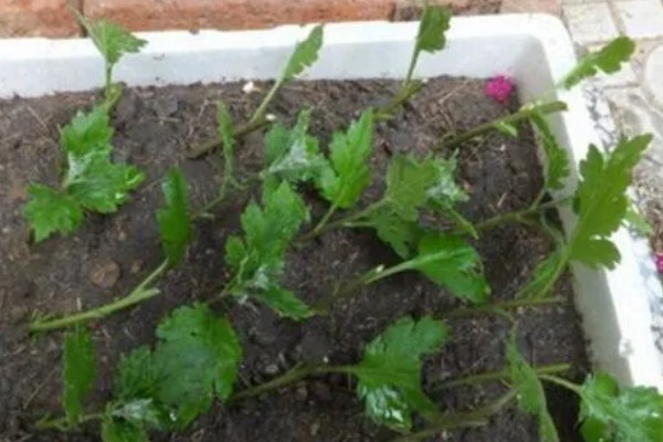 雏菊冬季养殖方法，把室温保持在18-22℃