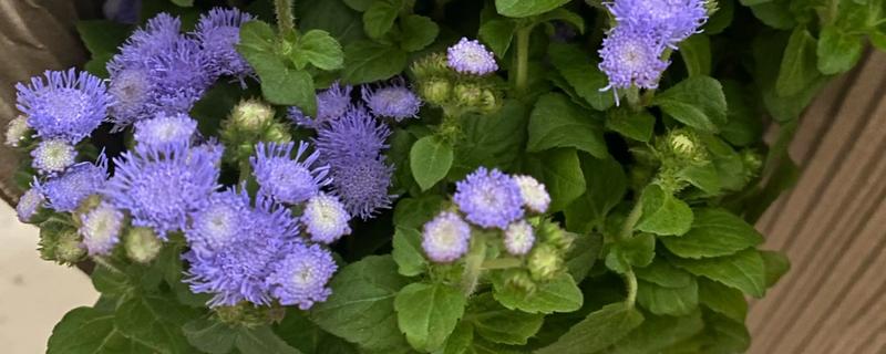 藿香蓟的开花时间，全年都可以开放