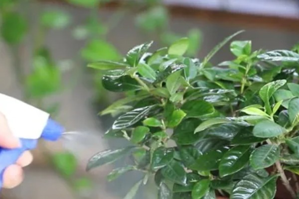 栀子花有白色的虫子怎么处理，可以通过药剂消灭害虫