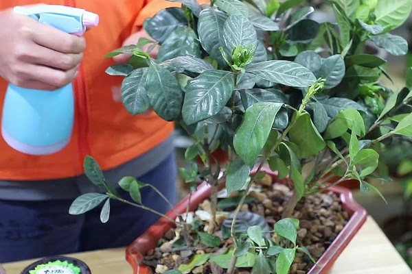 栀子花有白色的虫子怎么处理，可以通过药剂消灭害虫