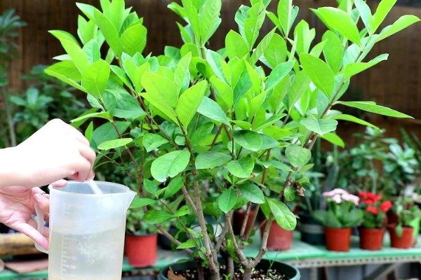 栀子花有白色的虫子怎么处理，可以通过药剂消灭害虫