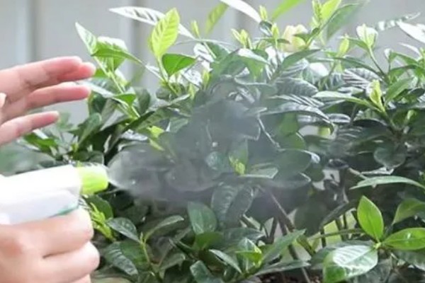 栀子花有白色的虫子怎么处理，可以通过药剂消灭害虫