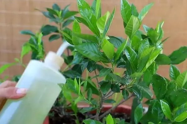 栀子花有白色的虫子怎么处理，可以通过药剂消灭害虫