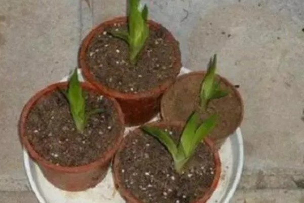 为什么鸿运当头不开花，可能是光照不足所致