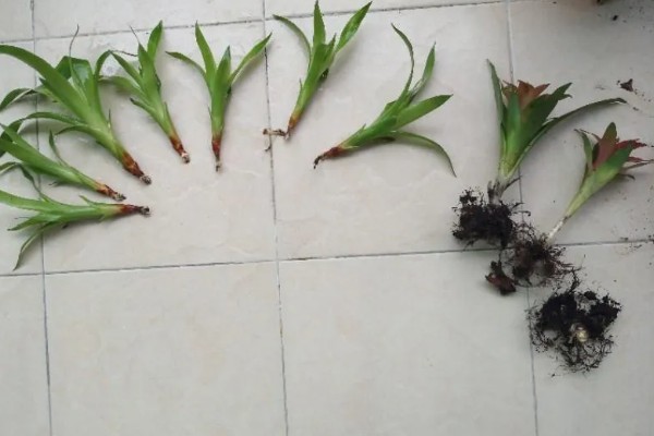 为什么鸿运当头不开花，可能是光照不足所致