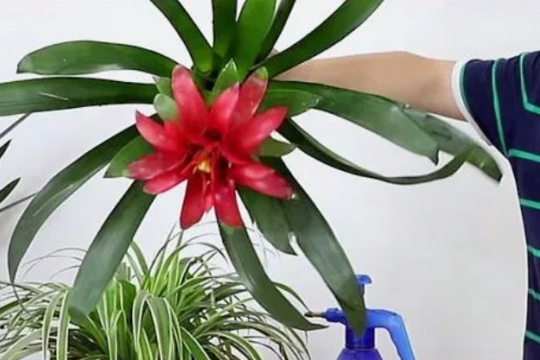 为什么鸿运当头不开花，可能是光照不足所致