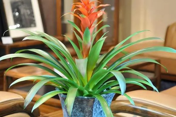 为什么鸿运当头不开花，可能是光照不足所致