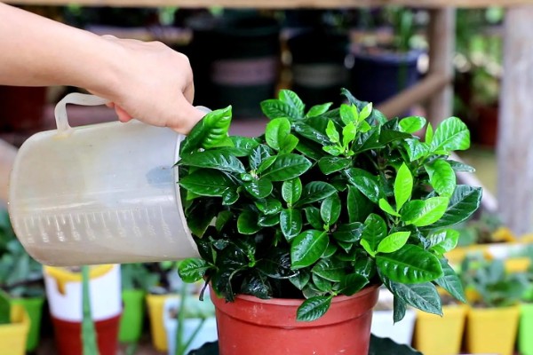 栀子花有白色的虫子怎么处理，可以通过药剂消灭害虫