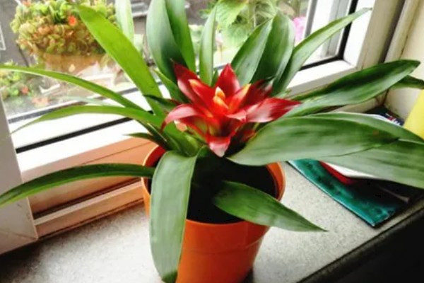 为什么鸿运当头不开花，可能是光照不足所致