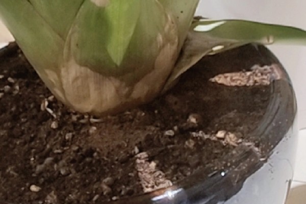 为什么鸿运当头不开花，可能是光照不足所致