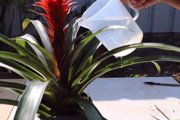 为什么鸿运当头不开花，可能是光照不足所致