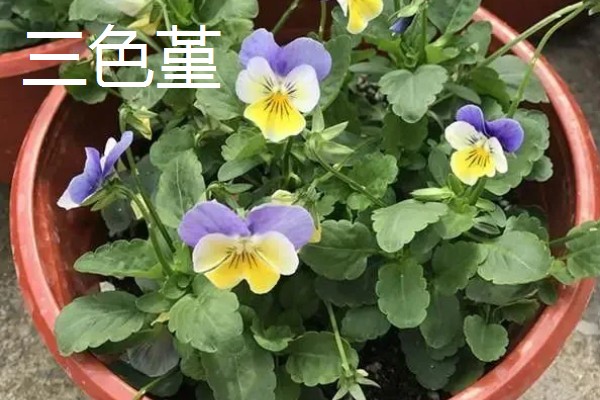 秋天能种什么植物，可以种三色堇、小雏菊等