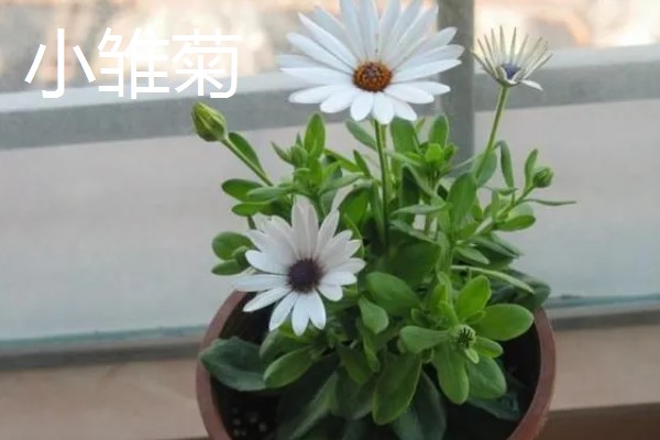 秋天能种什么植物，可以种三色堇、小雏菊等