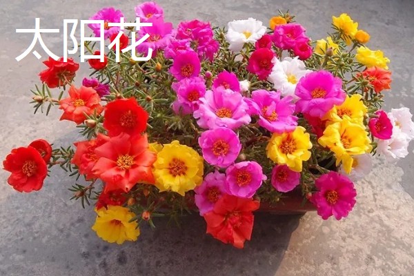 秋天能种什么植物，可以种三色堇、小雏菊等