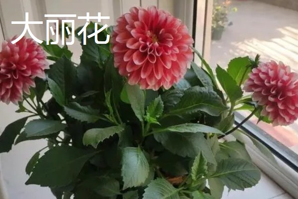 秋天能种什么植物，可以种三色堇、小雏菊等
