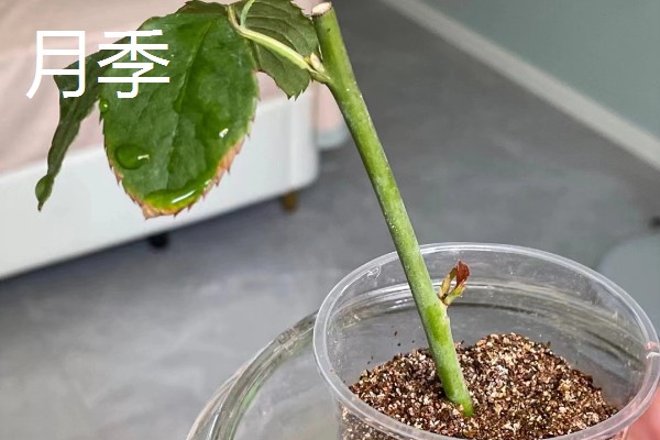 秋天能种什么植物，可以种三色堇、小雏菊等