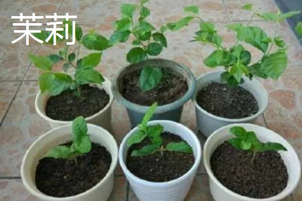 秋天能种什么植物，可以种三色堇、小雏菊等