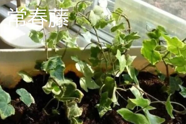 秋天能种什么植物，可以种三色堇、小雏菊等