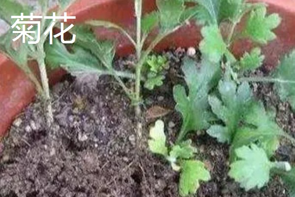 秋天能种什么植物，可以种三色堇、小雏菊等