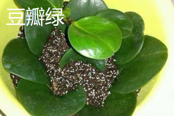 秋天能种什么植物，可以种三色堇、小雏菊等