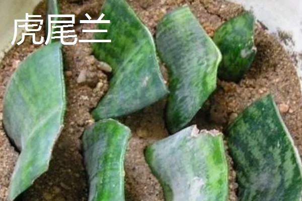 秋天能种什么植物，可以种三色堇、小雏菊等