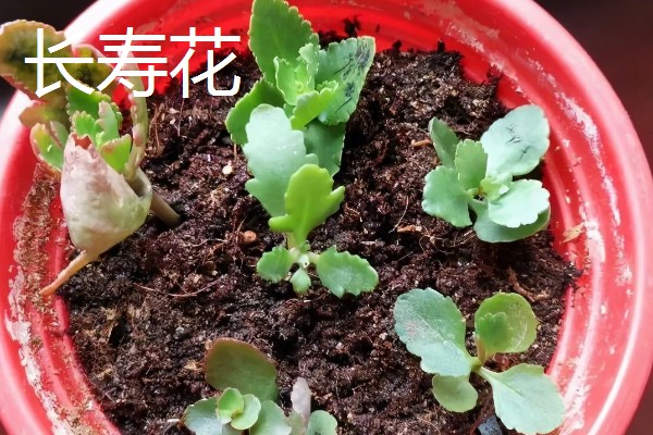 秋天能种什么植物，可以种三色堇、小雏菊等