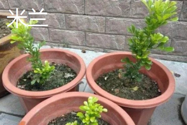 秋天能种什么植物，可以种三色堇、小雏菊等