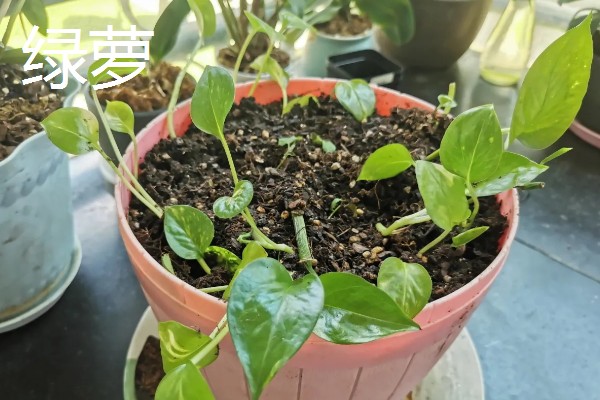 秋天能种什么植物，可以种三色堇、小雏菊等