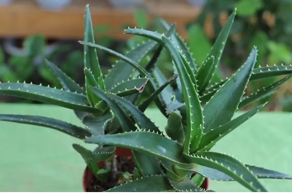 芦荟冬季如何养殖，要将其移到室内向阳的地方养护
