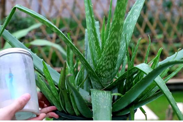 芦荟冬季如何养殖，要将其移到室内向阳的地方养护