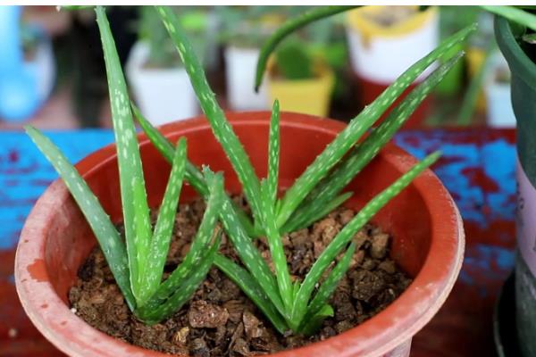 芦荟冬季如何养殖，要将其移到室内向阳的地方养护