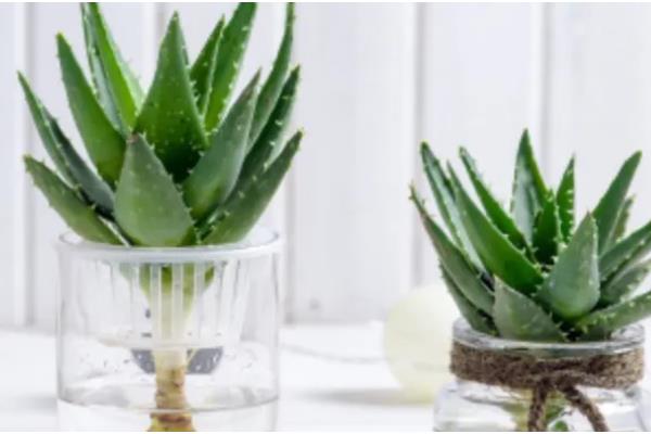 芦荟冬季如何养殖，要将其移到室内向阳的地方养护