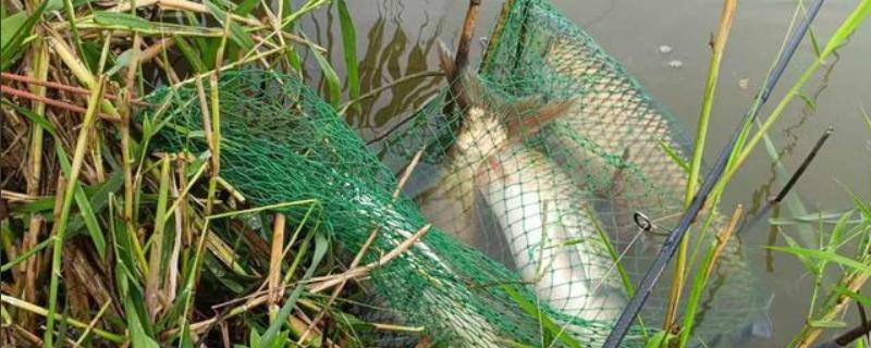 海竿钓草鱼是不是钓底，钓浮、钓底均可选择