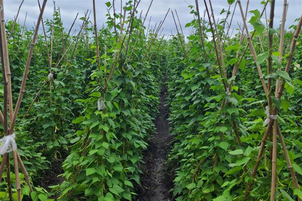 豇豆冬天能种植吗，冬天是能种植的